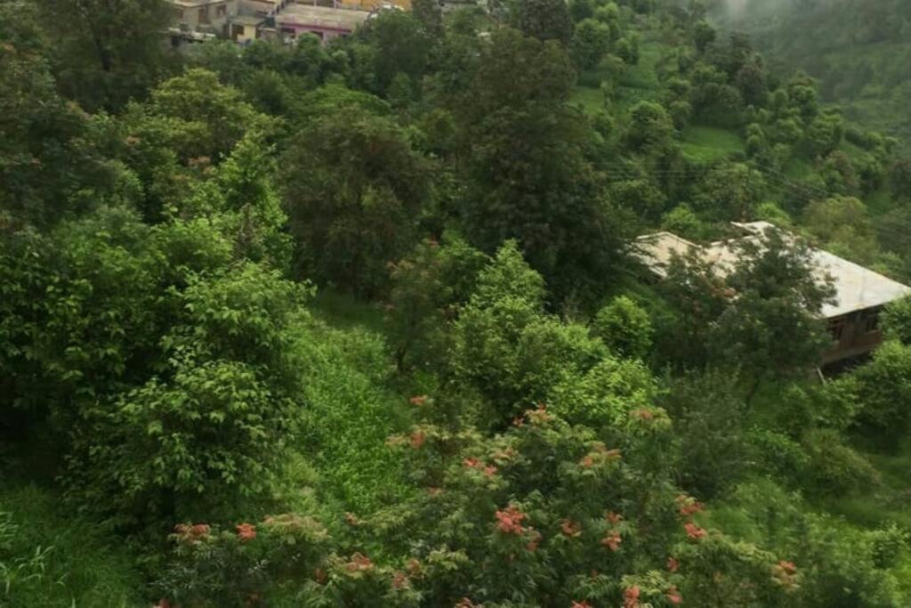 Valley View Family Unit Kasauli Exteriér fotografie